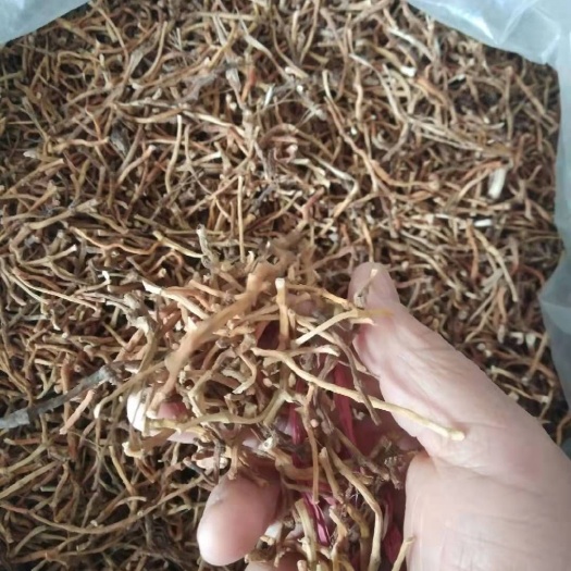 沛县鱼腥草根  鱼腥草鲜根，干根