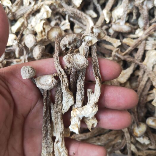 石城县精品鹿茸菇口味