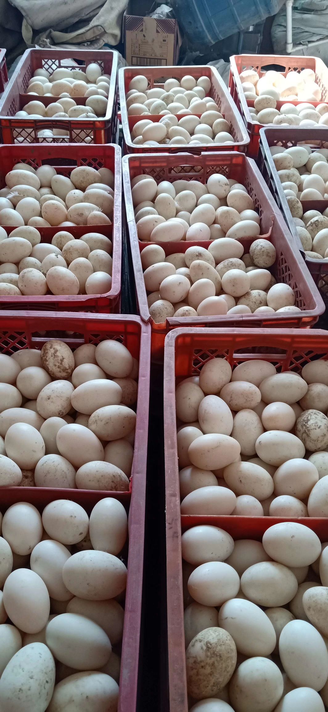 大白鸭蛋，