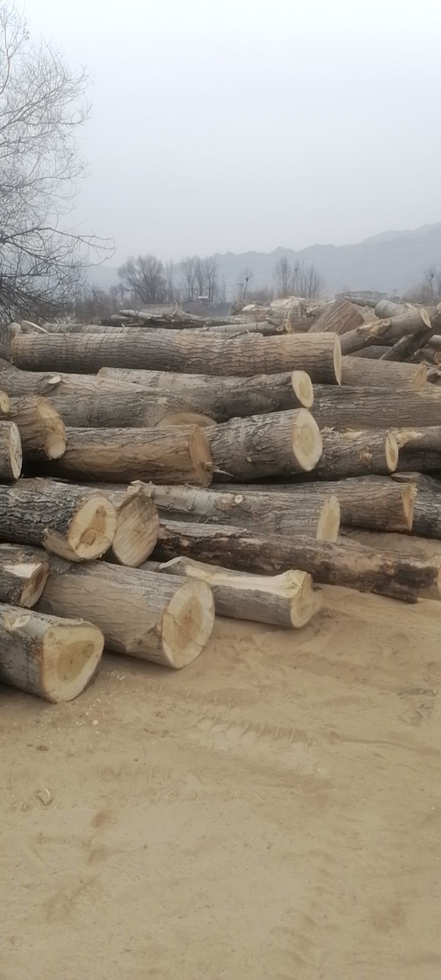 大青杨 青海无虫眼杨木