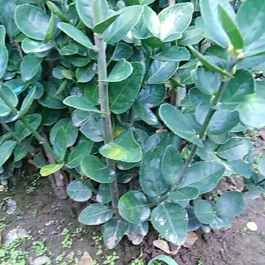 新沂市 北海道黄杨篱笆墙用苗