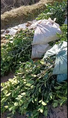 湘林210油茶树苗 苗床小杯苗 优质种植 湖南株洲攸县发货