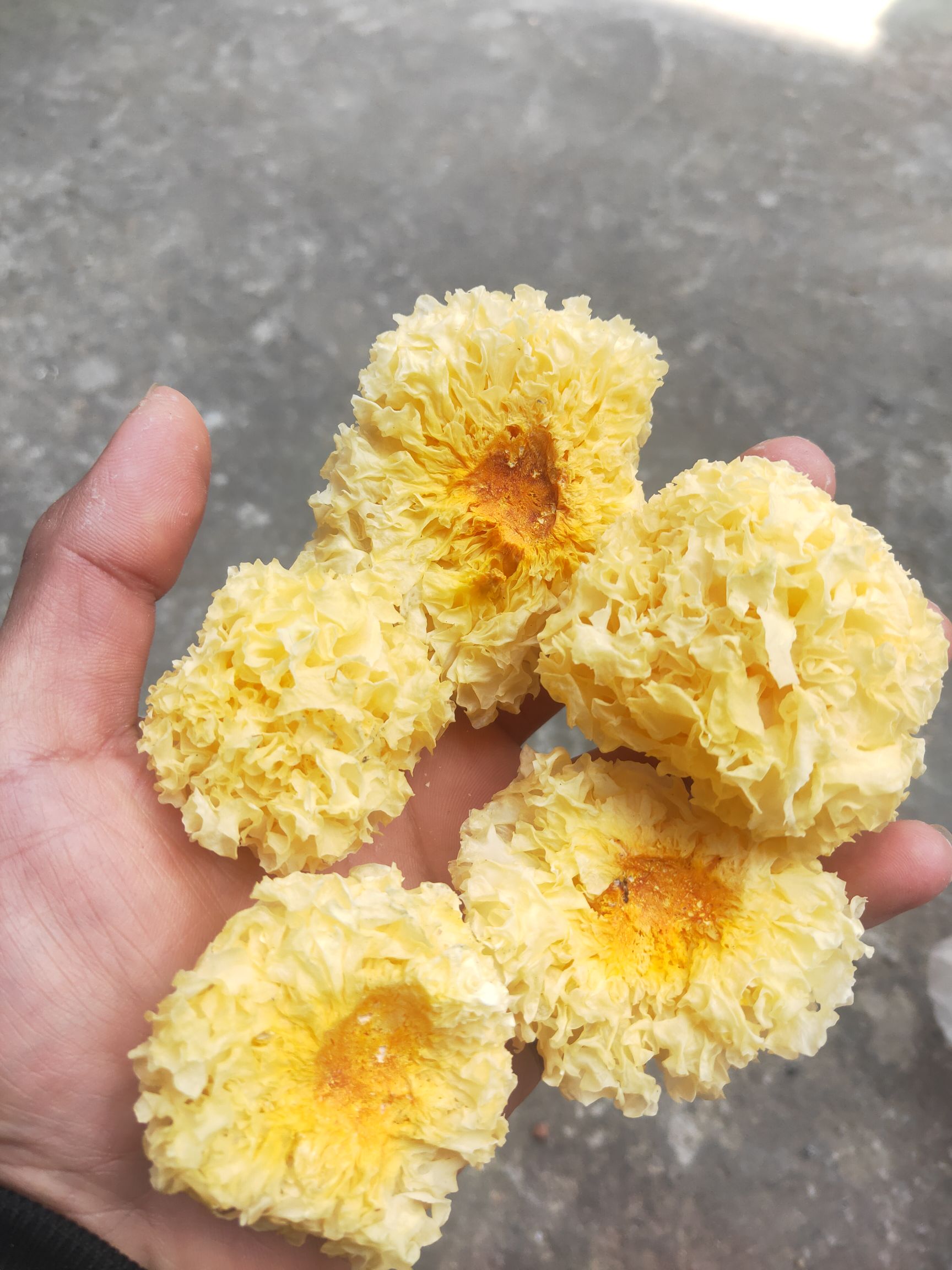 椴木银耳  椴木小银耳  高山段木银耳 福建古田产地直发 全