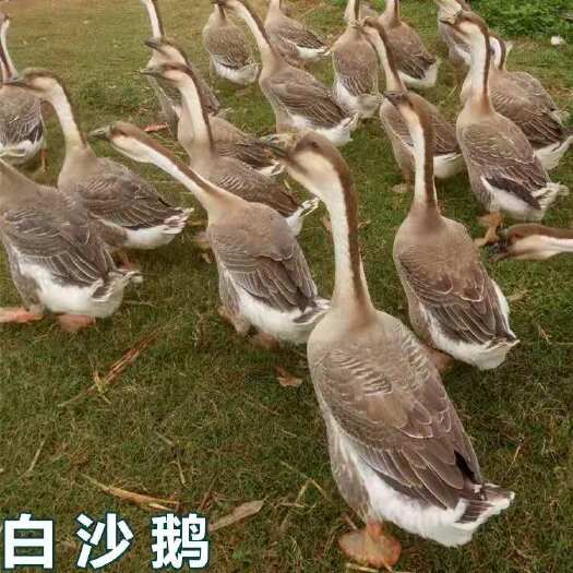 南宁正宗大白沙鹅苗 纯种鹅苗 包打疫苗 运输成活率 技术指导