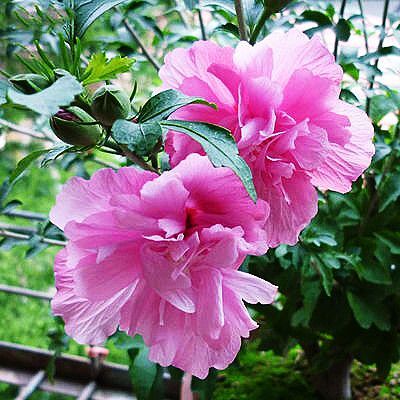 沭阳县红花木槿  大花木槿 重瓣高杆木槿