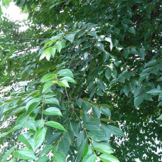 石林县小叶朴树