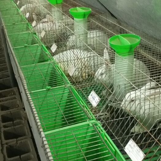 郓城县常年出售肉兔十多个品种！品种齐全价格优惠！可来场参观考察学习