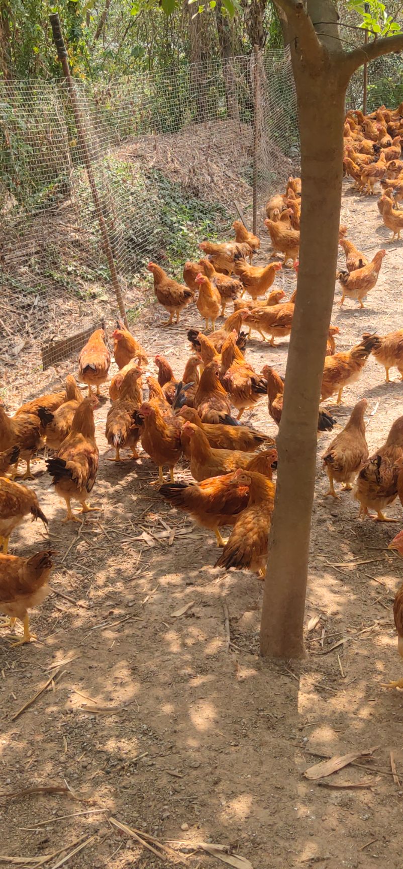 阉鸡  土阉2斤56