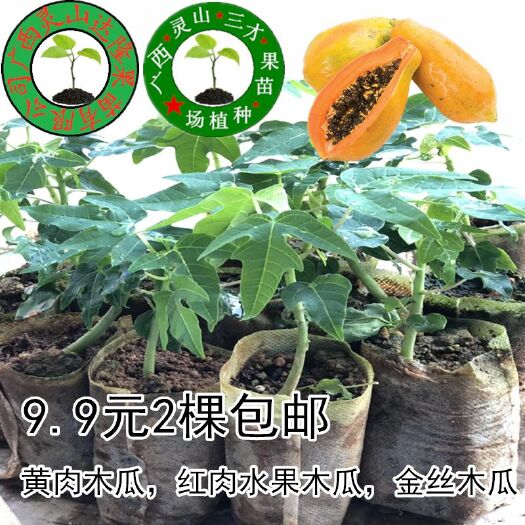 灵山县红心木瓜苗  木瓜苗红肉木瓜苗黄金木瓜苗当年种植当年结果
