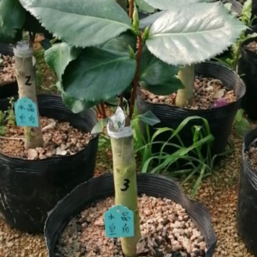 海阳市茶花树 50~80cm