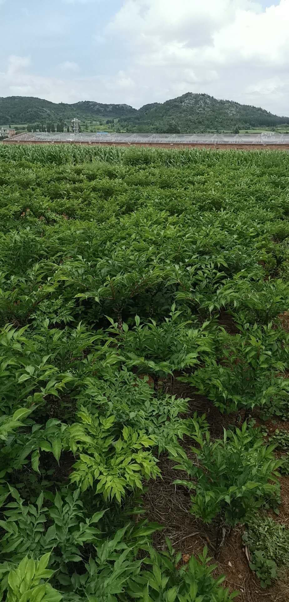 花魔芋  鸡蛋大小，魔芋种子