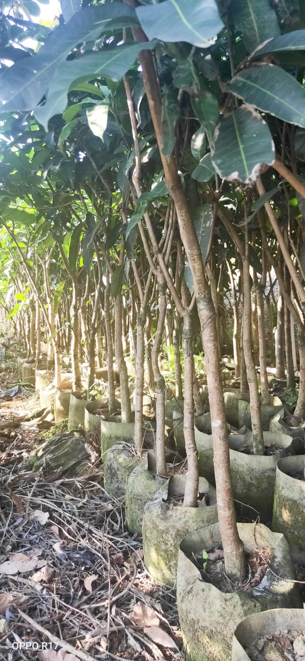 金煌芒果苗  包邮精品【广西灵山四季，金煌芒果大苗】/直销