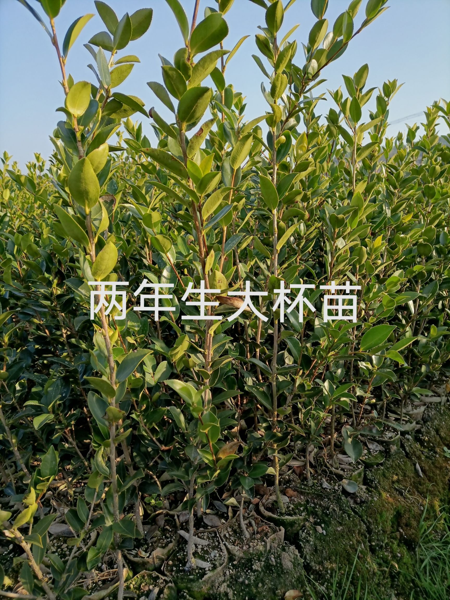 湘林210油茶树苗 苗床小杯苗 优质种植 湖南株洲攸县发货