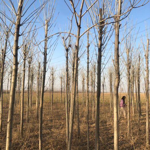 济南速生白蜡  5公分-10公分白蜡老树，山东济南济阳种植大户