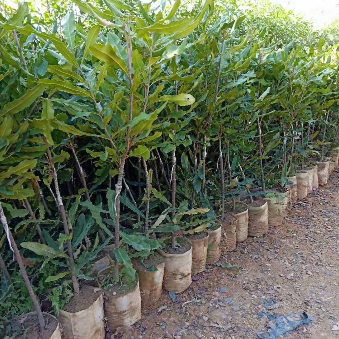 夏威夷果苗 桂热一号正品嫁接苗 质量保证  苗圃直销