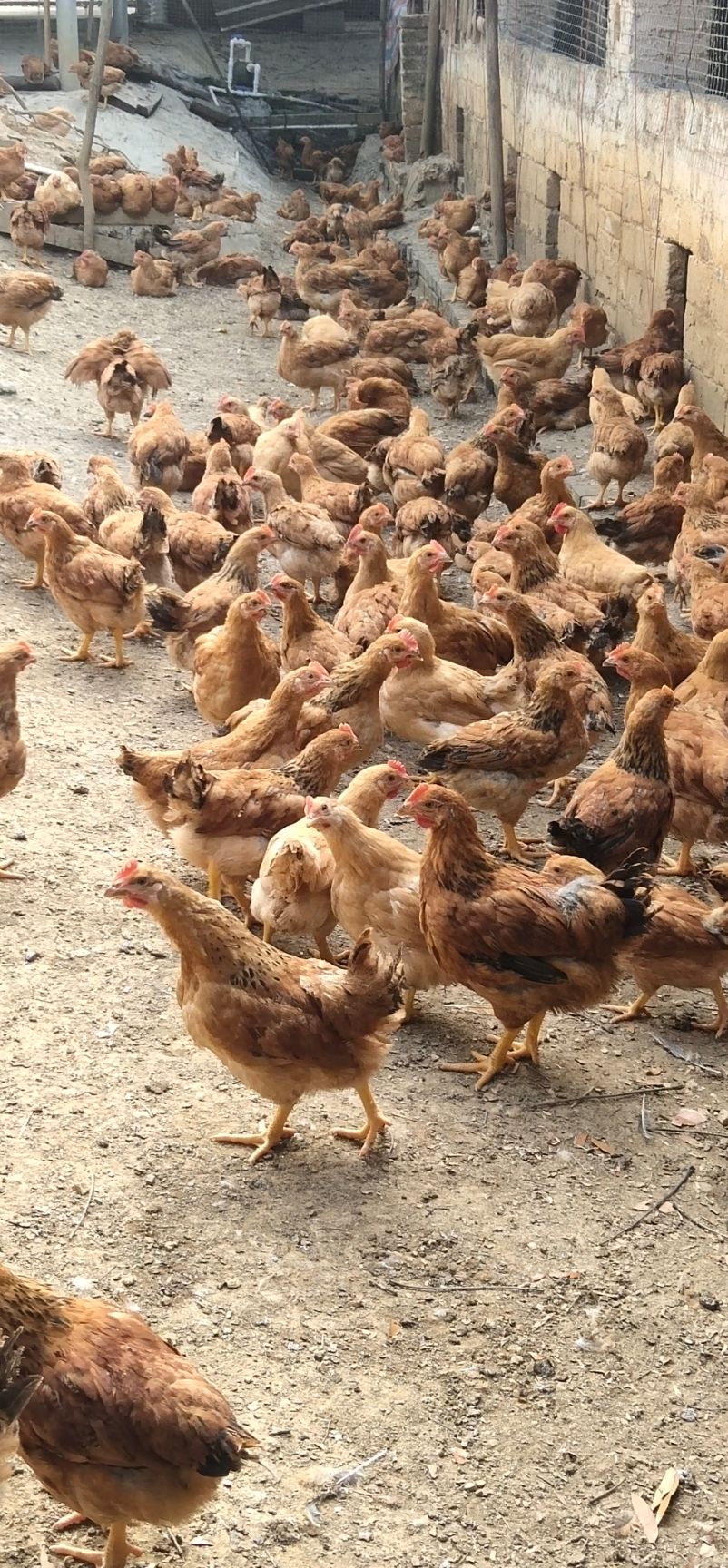 阉鸡  童阉1斤78