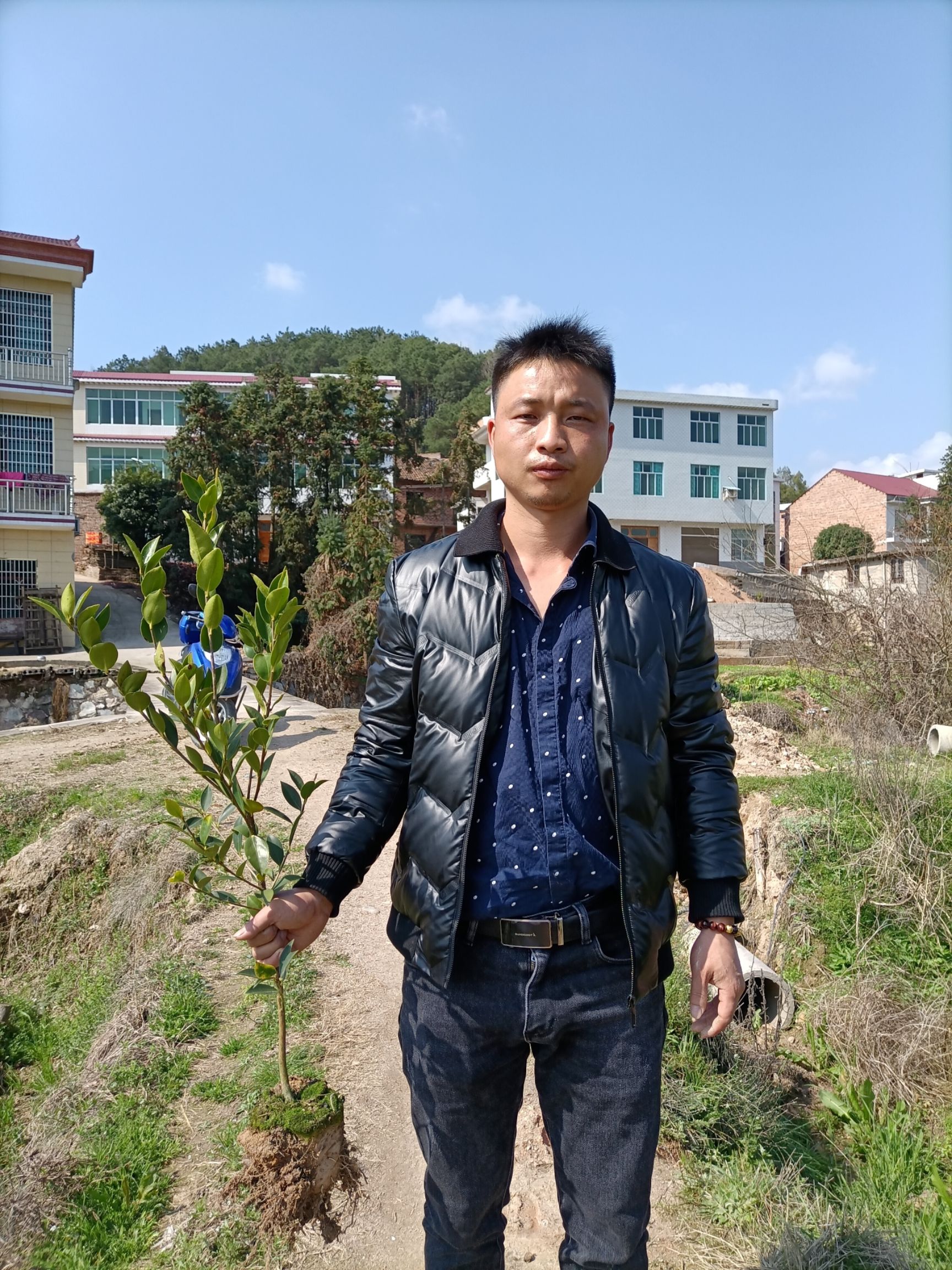 湘林210油茶树苗 苗床小杯苗 优质种植 湖南株洲攸县发货