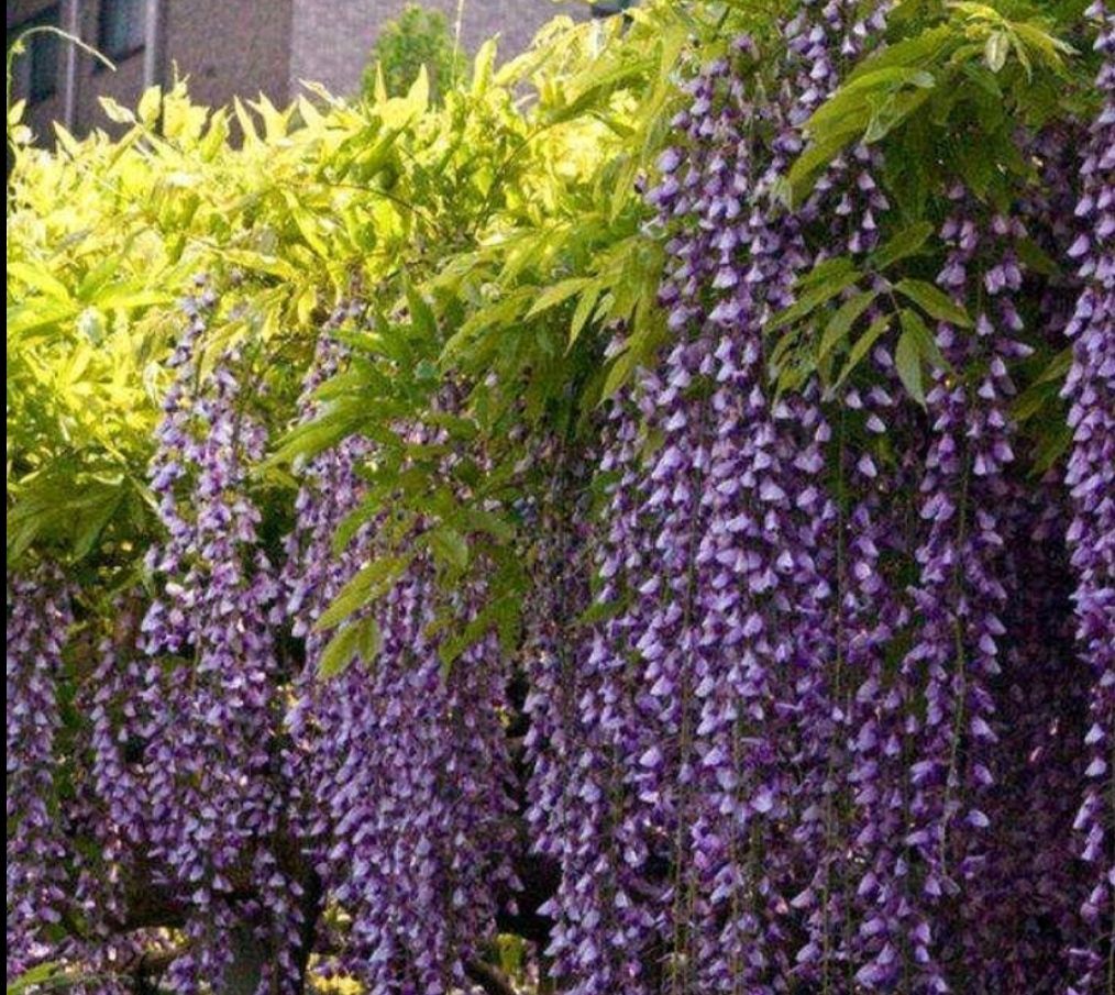 紫藤苗 紫藤树苗 紫藤大小不同规格都有