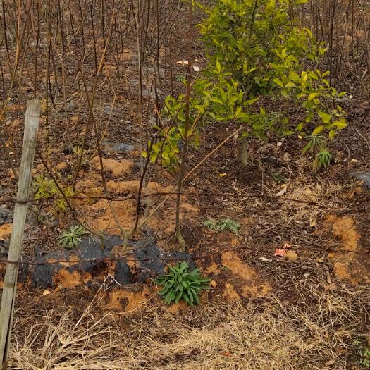 樟树市山茱萸苗  吴茱萸苗2年苗1年苗都有苗高60cm到1.2m