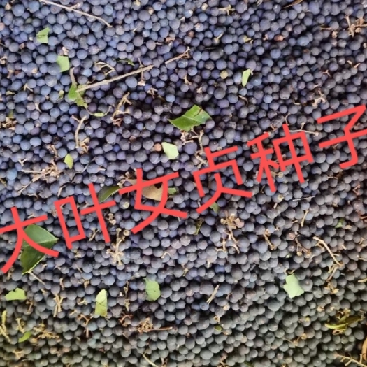 女贞树种子  小叶女贞种子，大叶女贞种女贞种子自产自销，质量有保障。