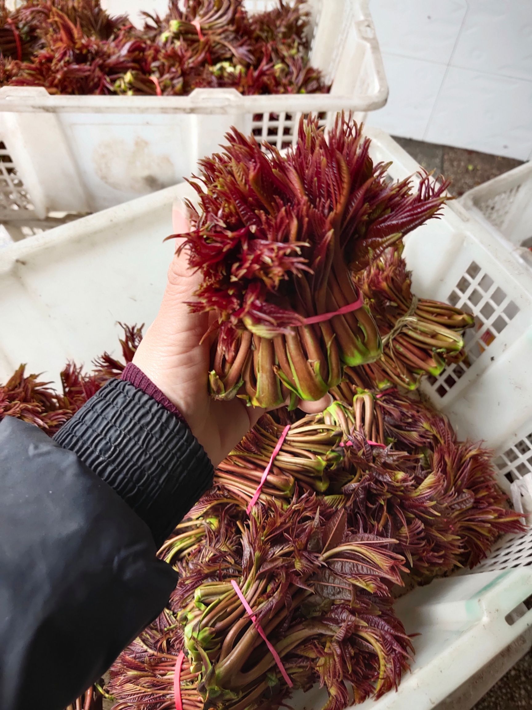 红油香椿 6cm以下 四川省达州市大竹县