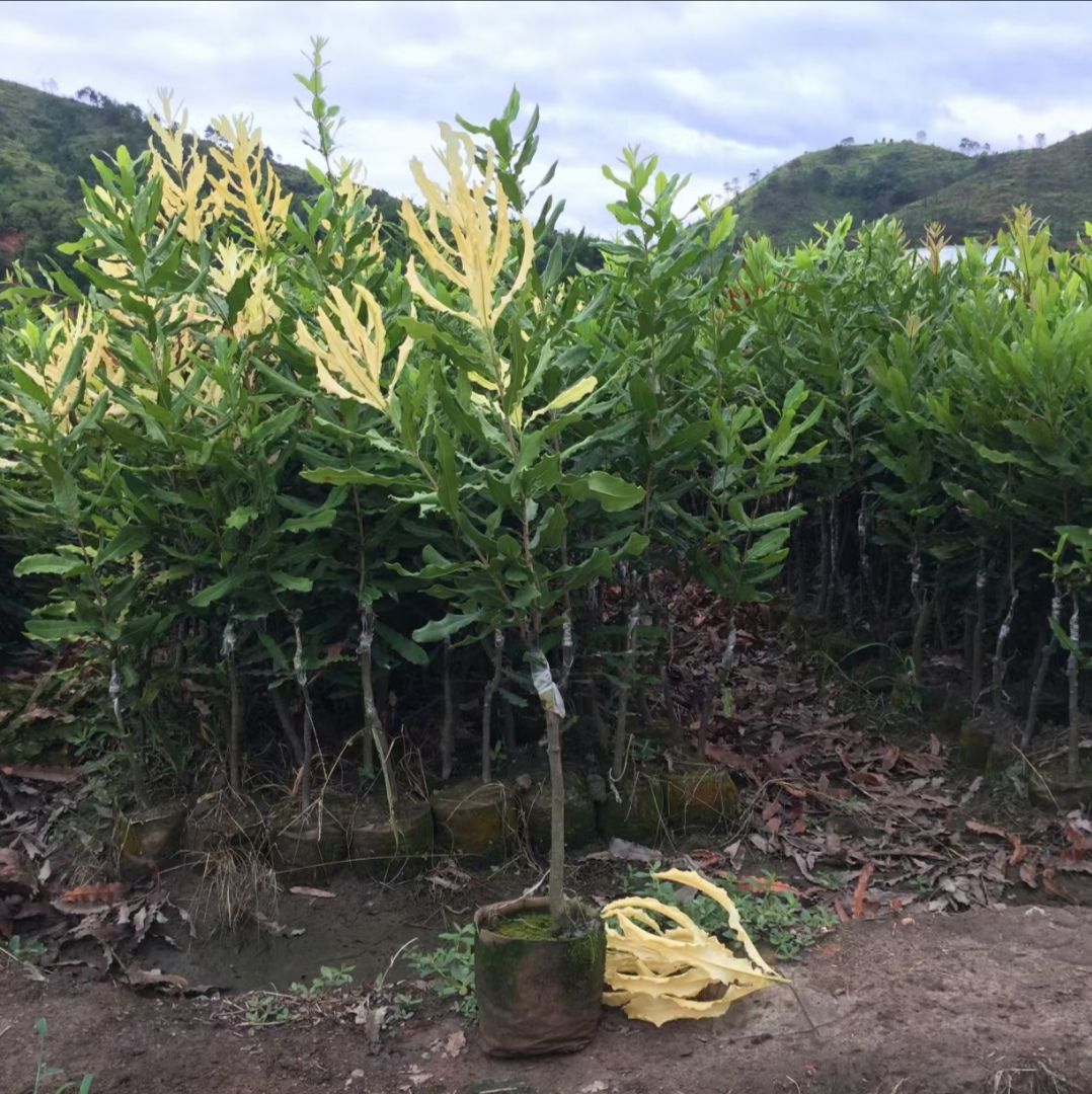 夏威夷果苗 桂热一号正品嫁接苗 质量保证  苗圃直销