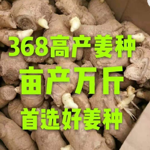 姜种（提供技术，提供合作回收）