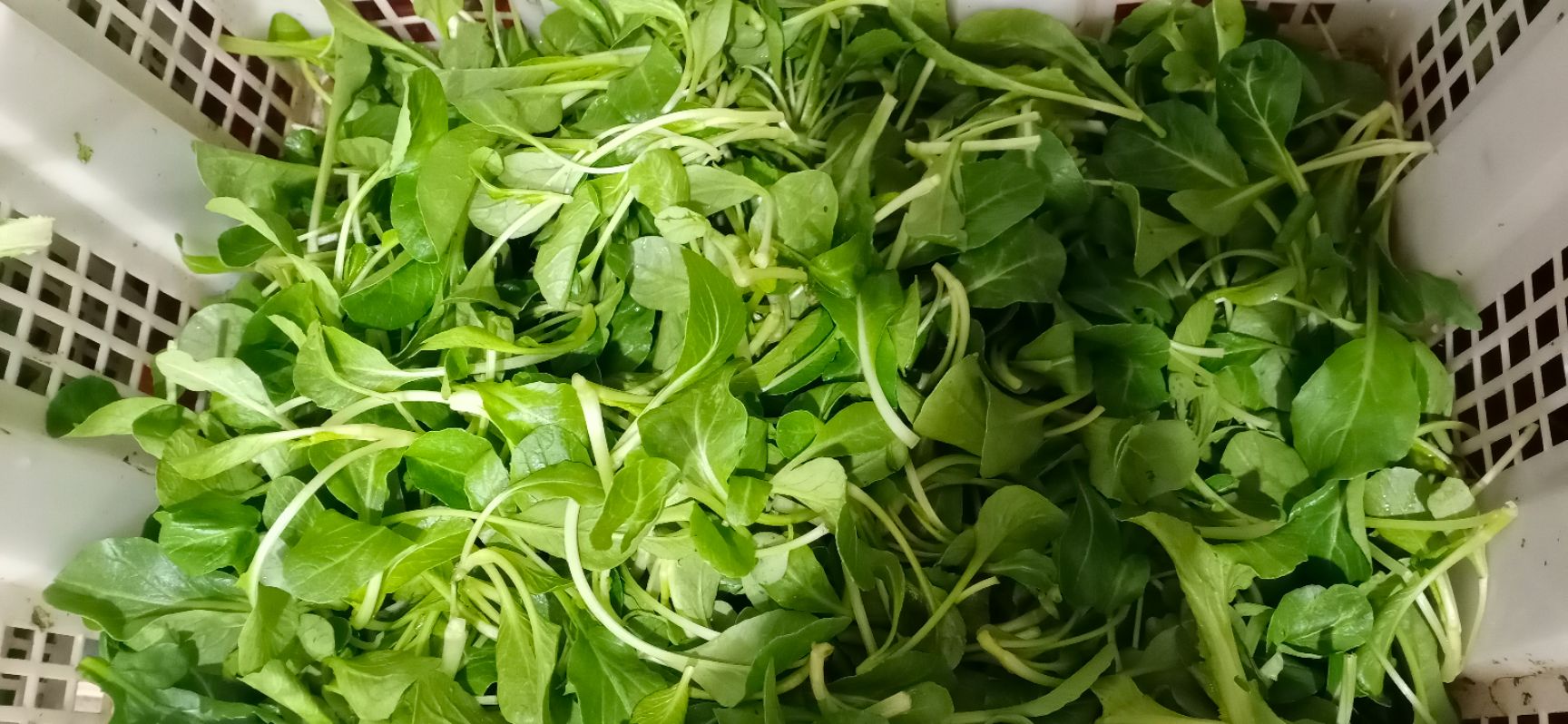 萝卜芽 各类火锅菜七八种，有需要的联系我！