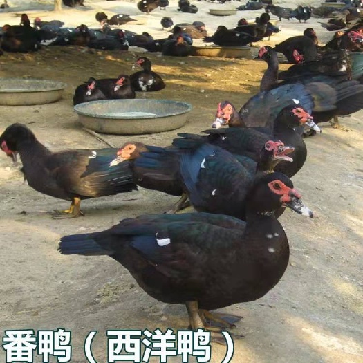 南宁番鸭苗  番鸭-西洋鸭苗 统苗 包打疫苗 包运输成活率 包技