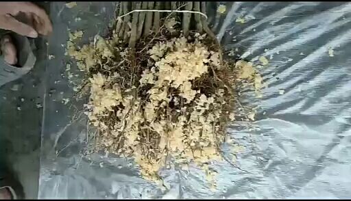 陇南大红袍花椒苗  甘肃陇南伏椒大红袍，梅花椒苗。