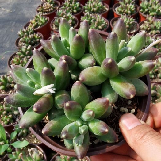 昆明澄花多肉 千代田之松 24装