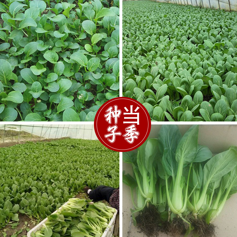 鸡毛菜种子20天采收四季种植农田菜园基地鲜绿光滑小白菜种子