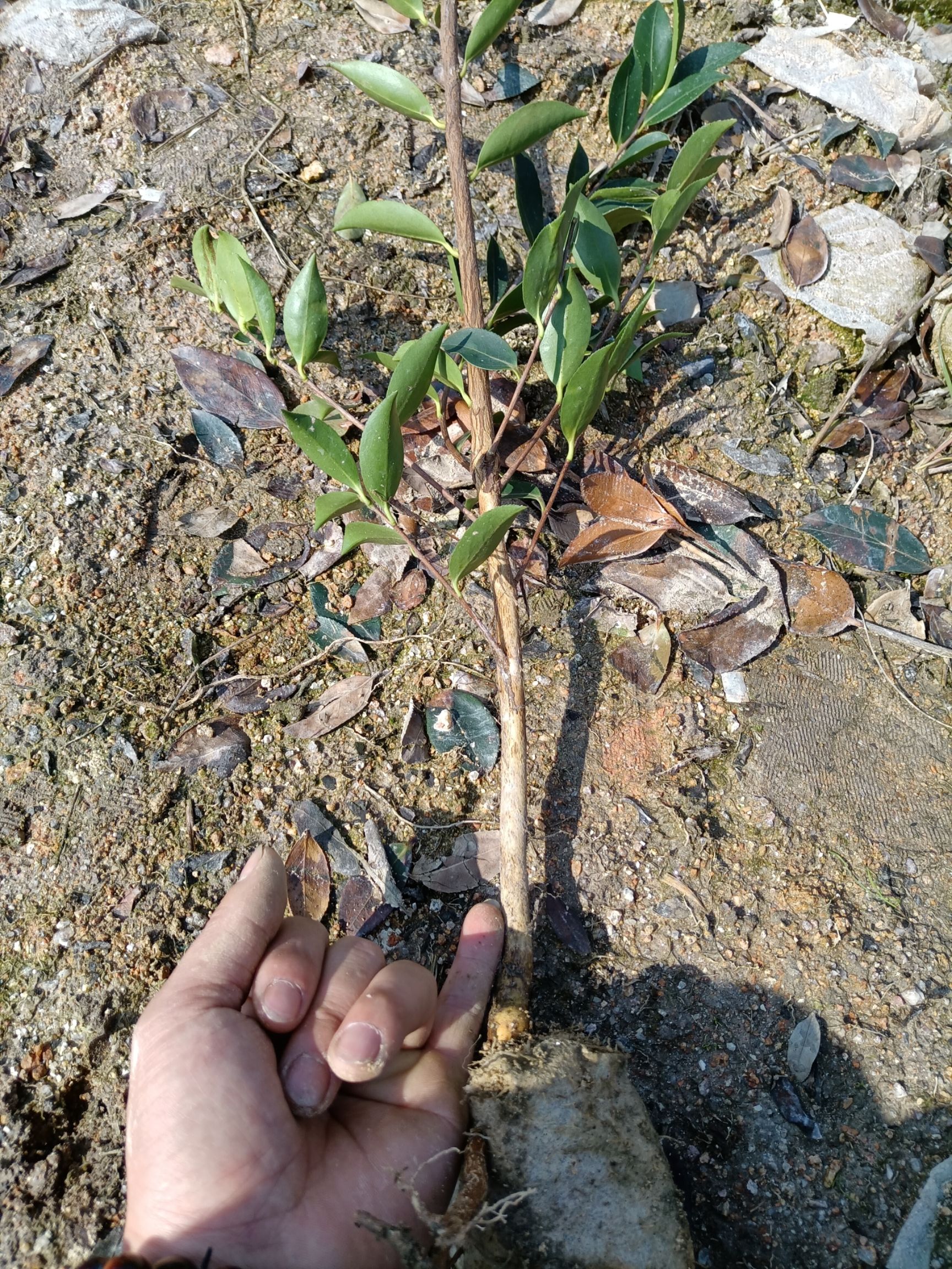 湘林210油茶树苗 苗床小杯苗 优质种植 湖南株洲攸县发货