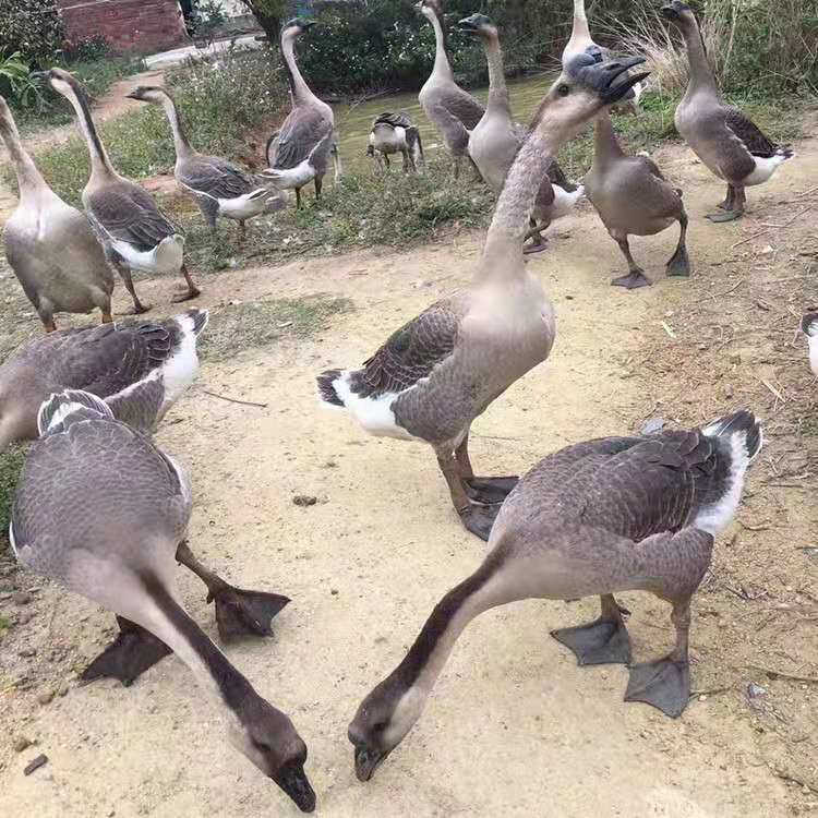 马岗鹅苗 正宗统苗 包打疫苗 运输成活率 技术指导