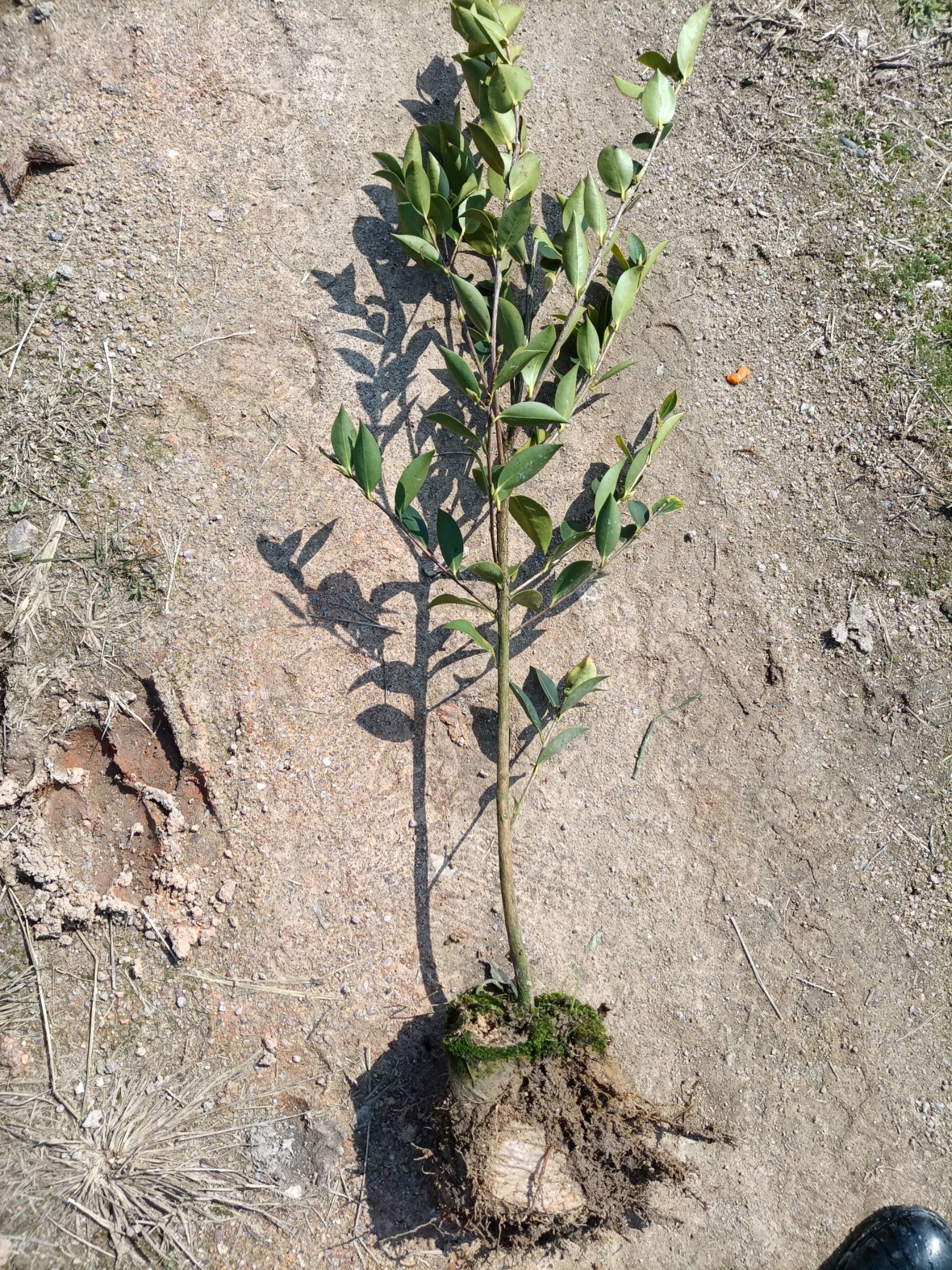 湘林210油茶树苗 苗床小杯苗 优质种植 湖南株洲攸县发货