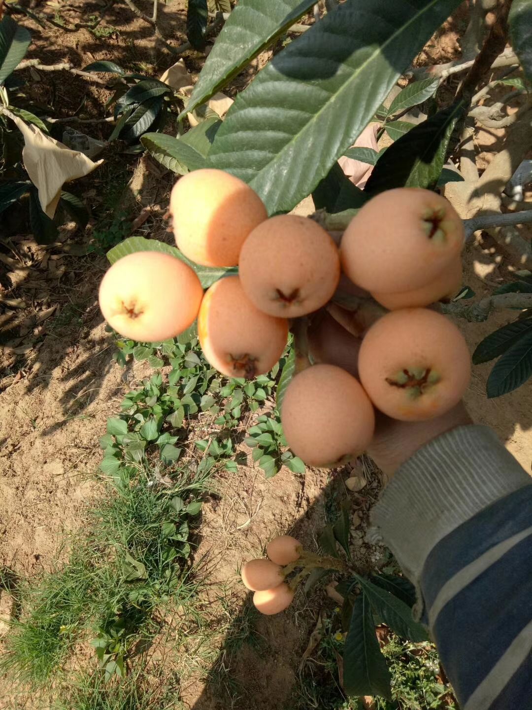  攀枝花米易县黄草大五星枇杷