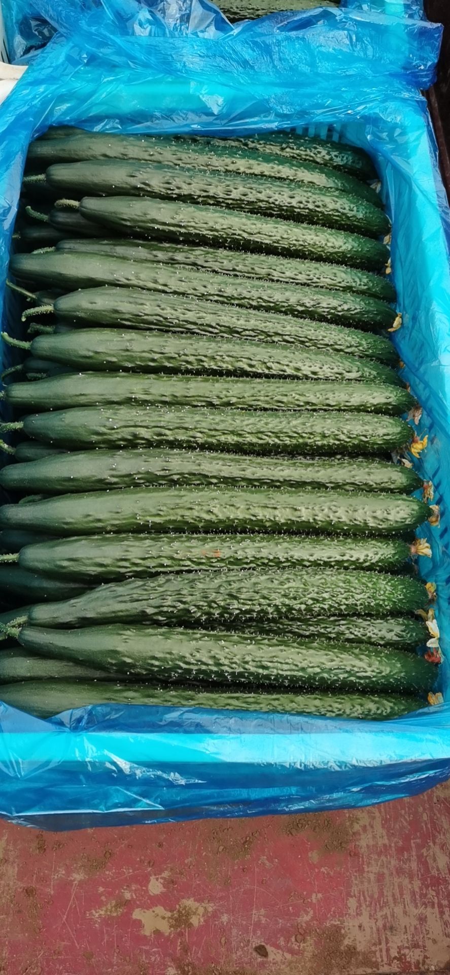 刺黄瓜 山东省聊城市莘县 25~35cm