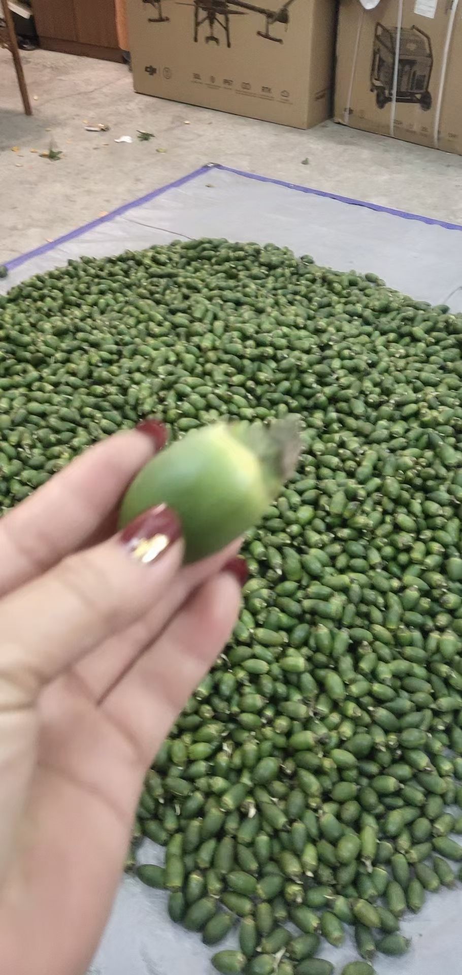青果 青槟榔