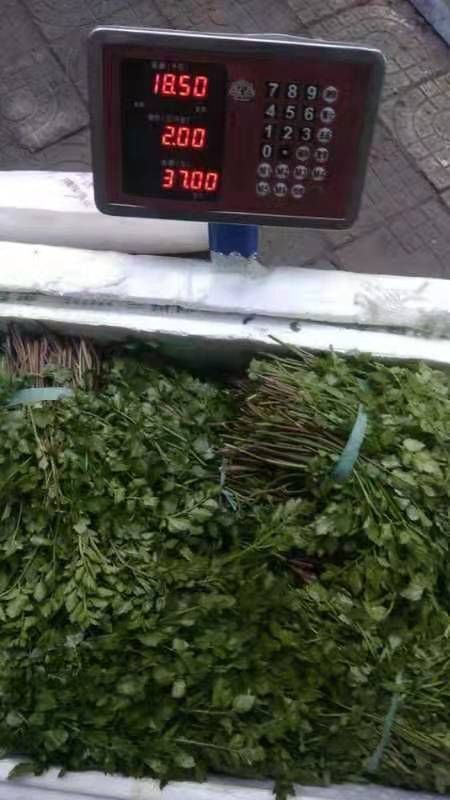 东安县大山里的野菜:水芹菜，野芹菜