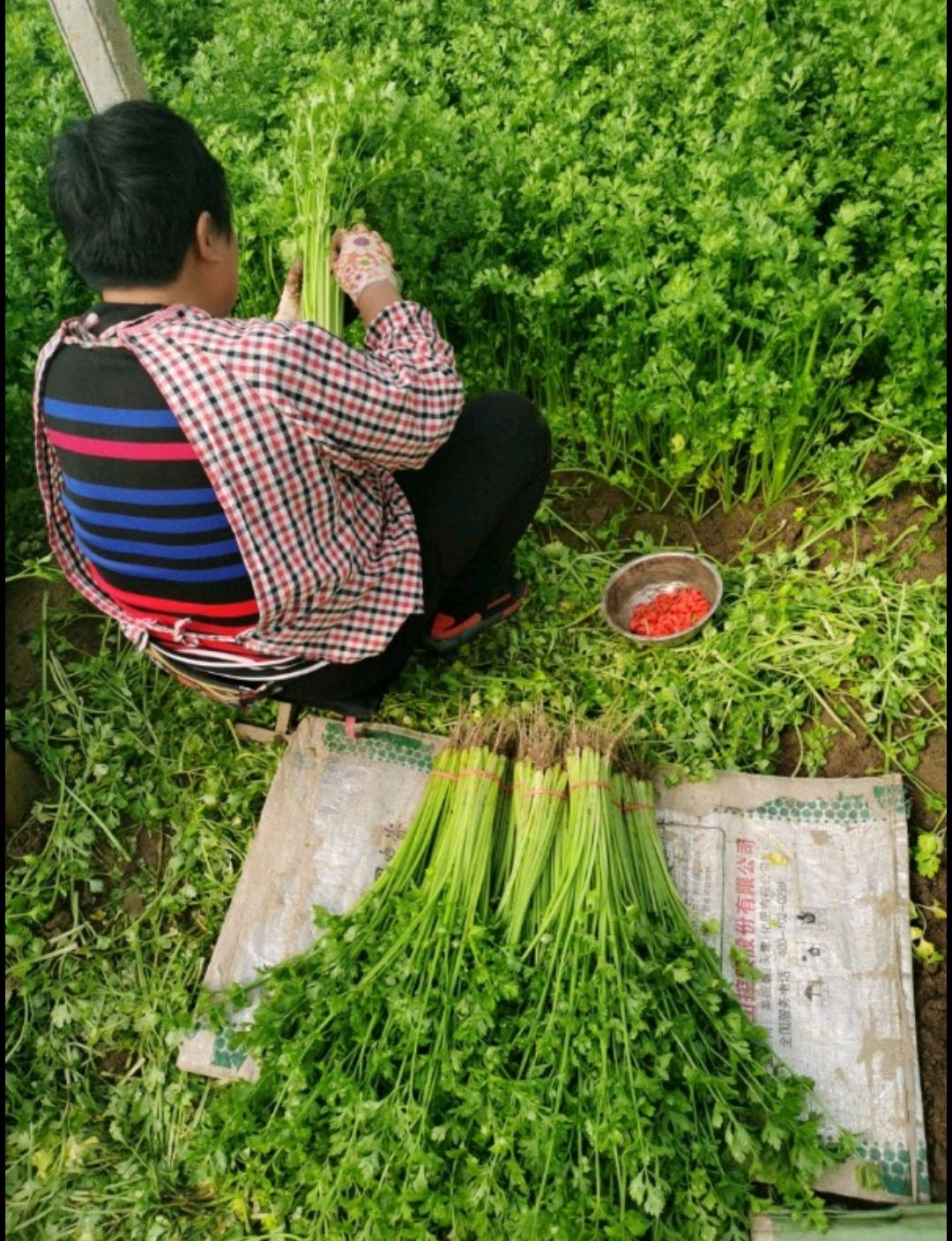 山东聊城万亩大棚山芹 小香芹 大量上市供应中，产地一手货源