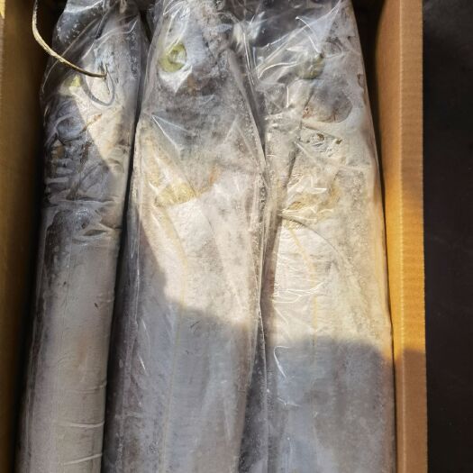 福州带鱼 阿曼钓带批发，一手货源