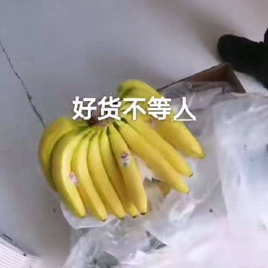 胶州市香蕉 香焦口感纯正