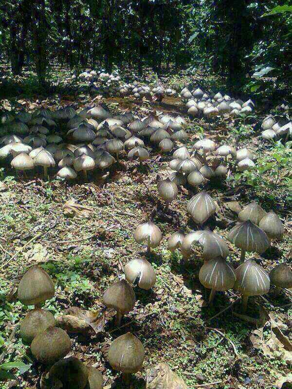 鸡枞菌菌种  云南大山枞菌种。四季可种试种成功。下单种植技术