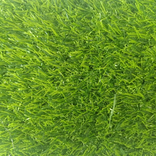 德州冷季性草坪 草坪