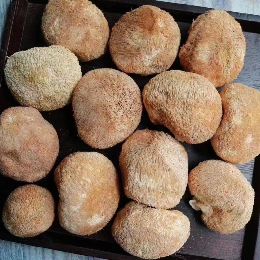 和平县猴头菇