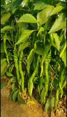 尖椒苗  高辣天宇816艳红小米辣线椒苗螺丝青椒苗签合同包回