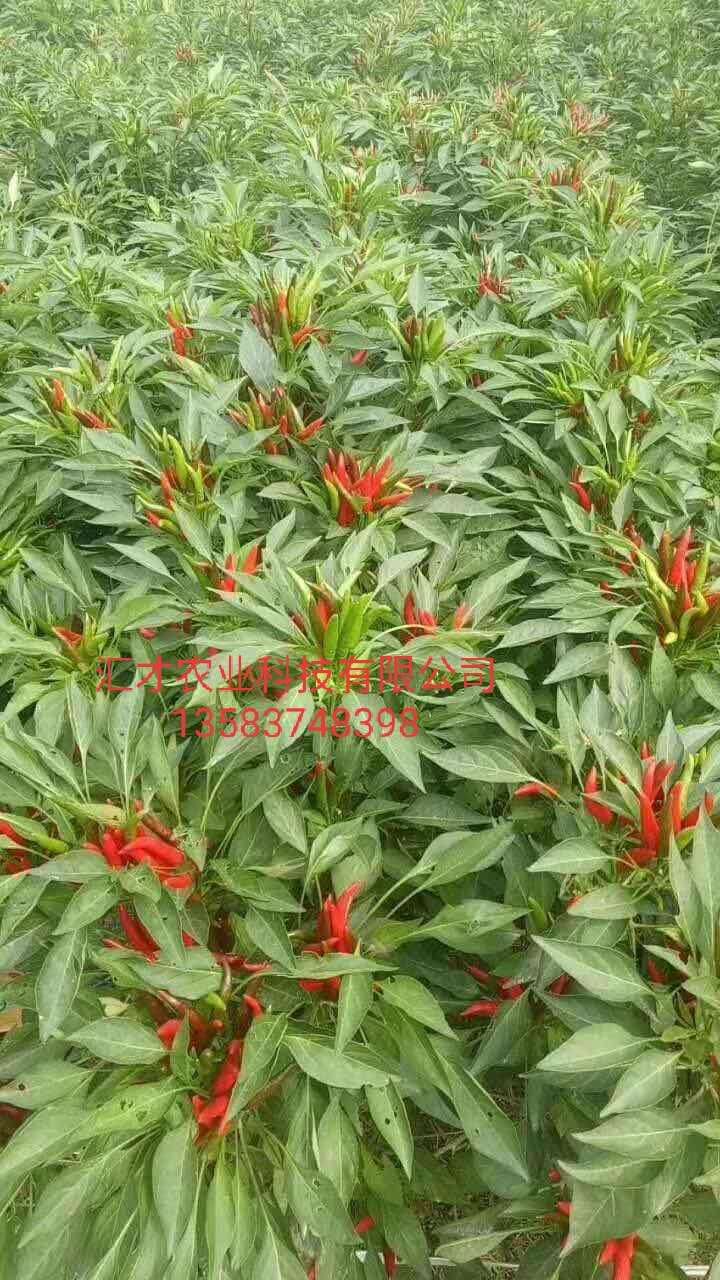 朝天椒苗  万亩辣椒苗育苗基地，出售各种辣椒苗，签订回收合同保底价格回收