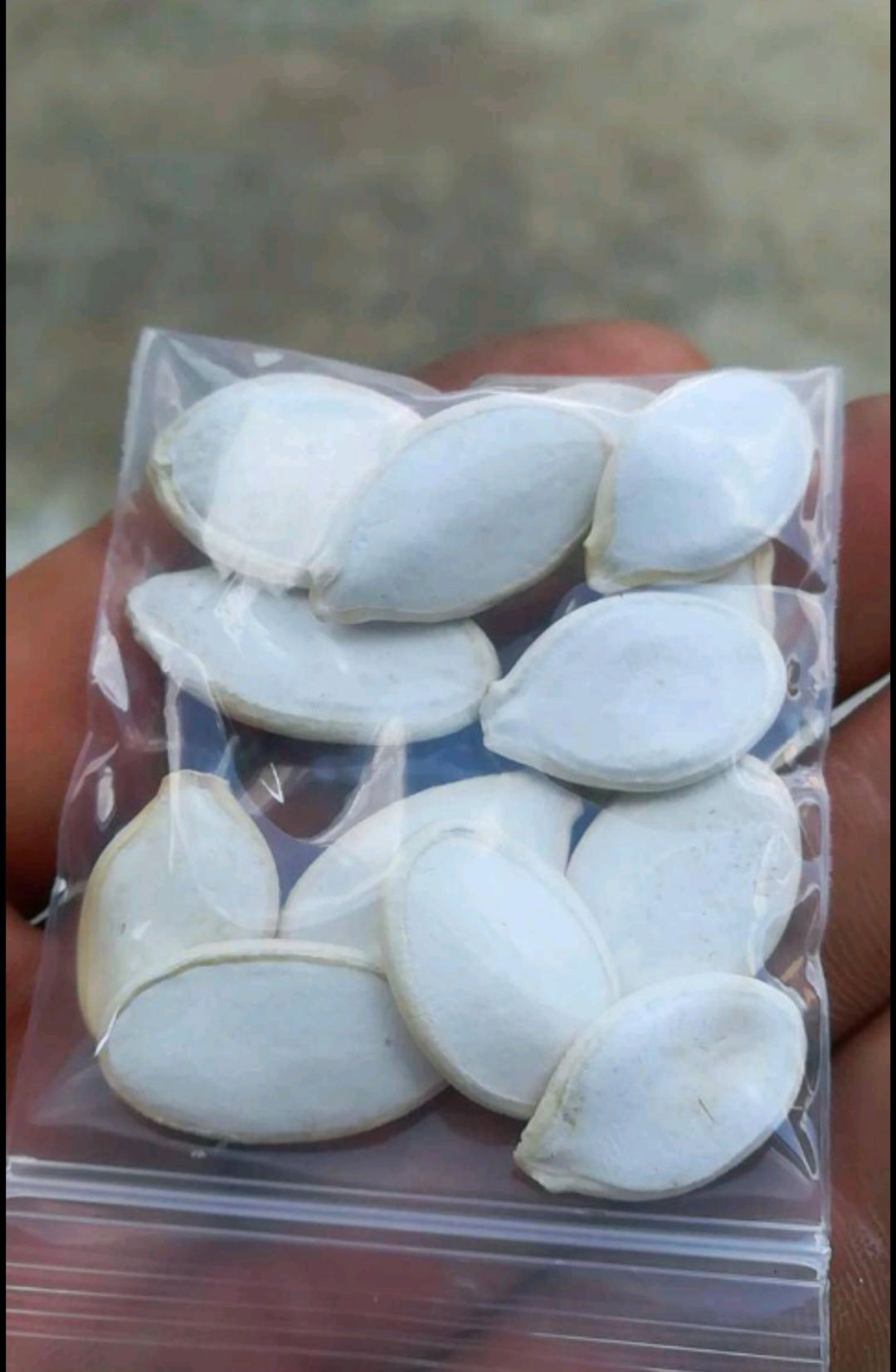 巨型南瓜种子。试种成功。