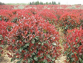 红叶石楠球形 50-200冠 可带土球发货！