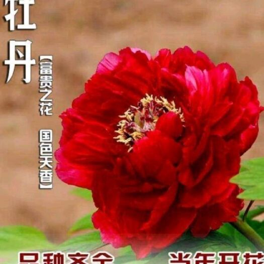 平邑县牡丹苗  观赏牡丹花 长期长 品种齐全  当年开花   包邮